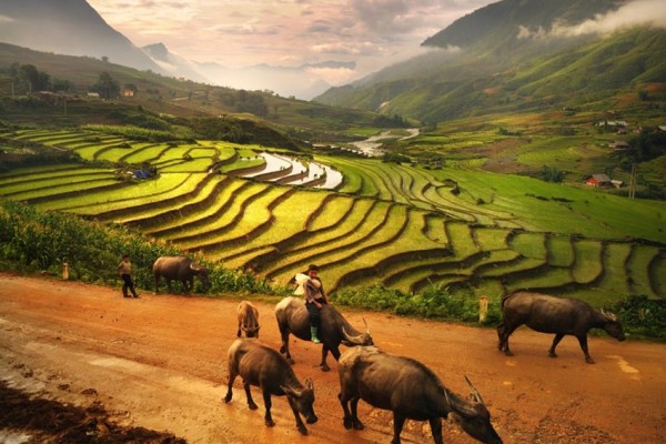 Half Day Hoang Lien National Park and Sin Chai Village